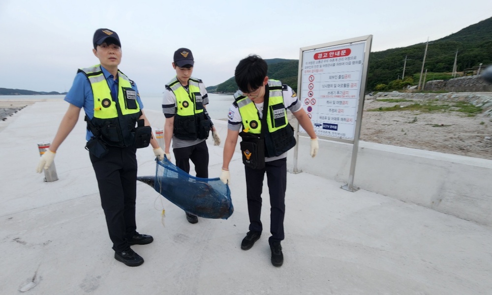 ▲ 해경이 부패가 심한 상괭이 사체를 살펴보고 있다.