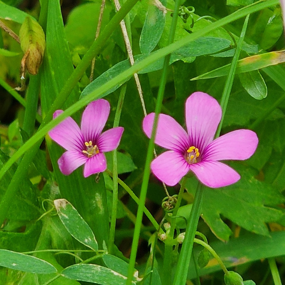 ▲ 꽃도 다름이 소중함이라고 말하지 않은가?