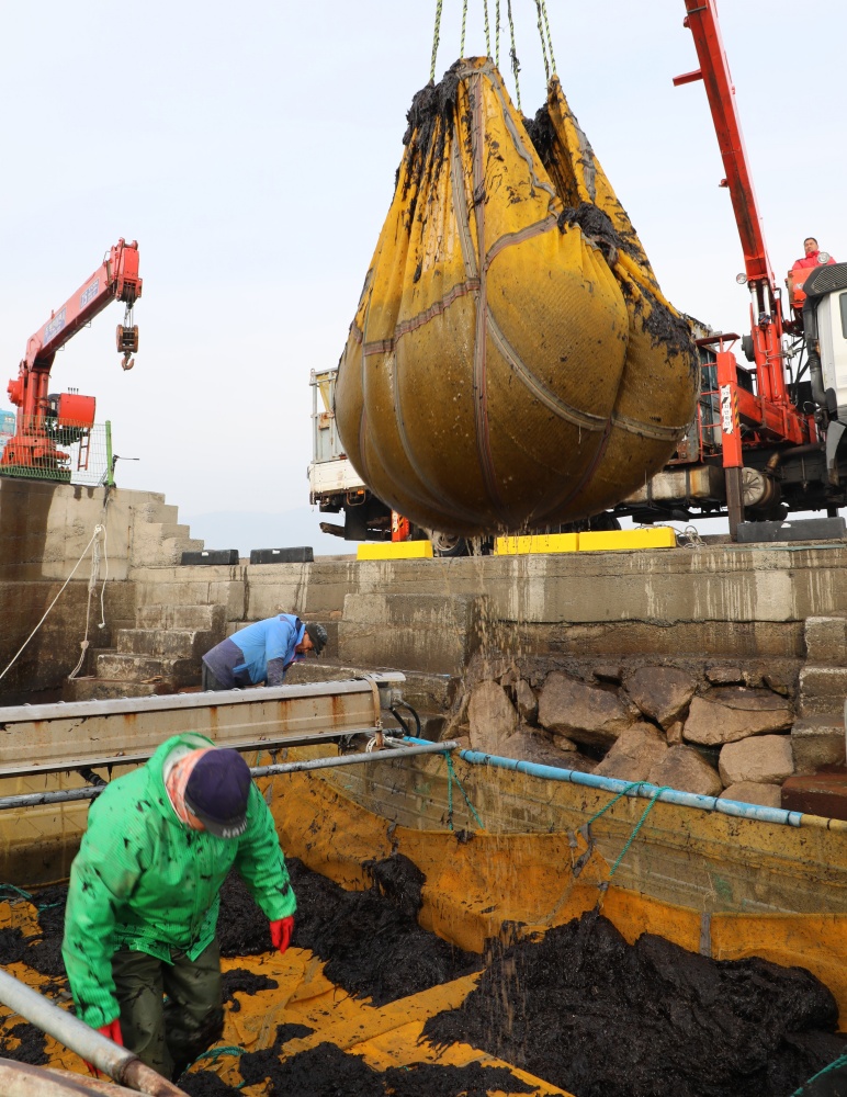 ▲ 물김 채취 현장