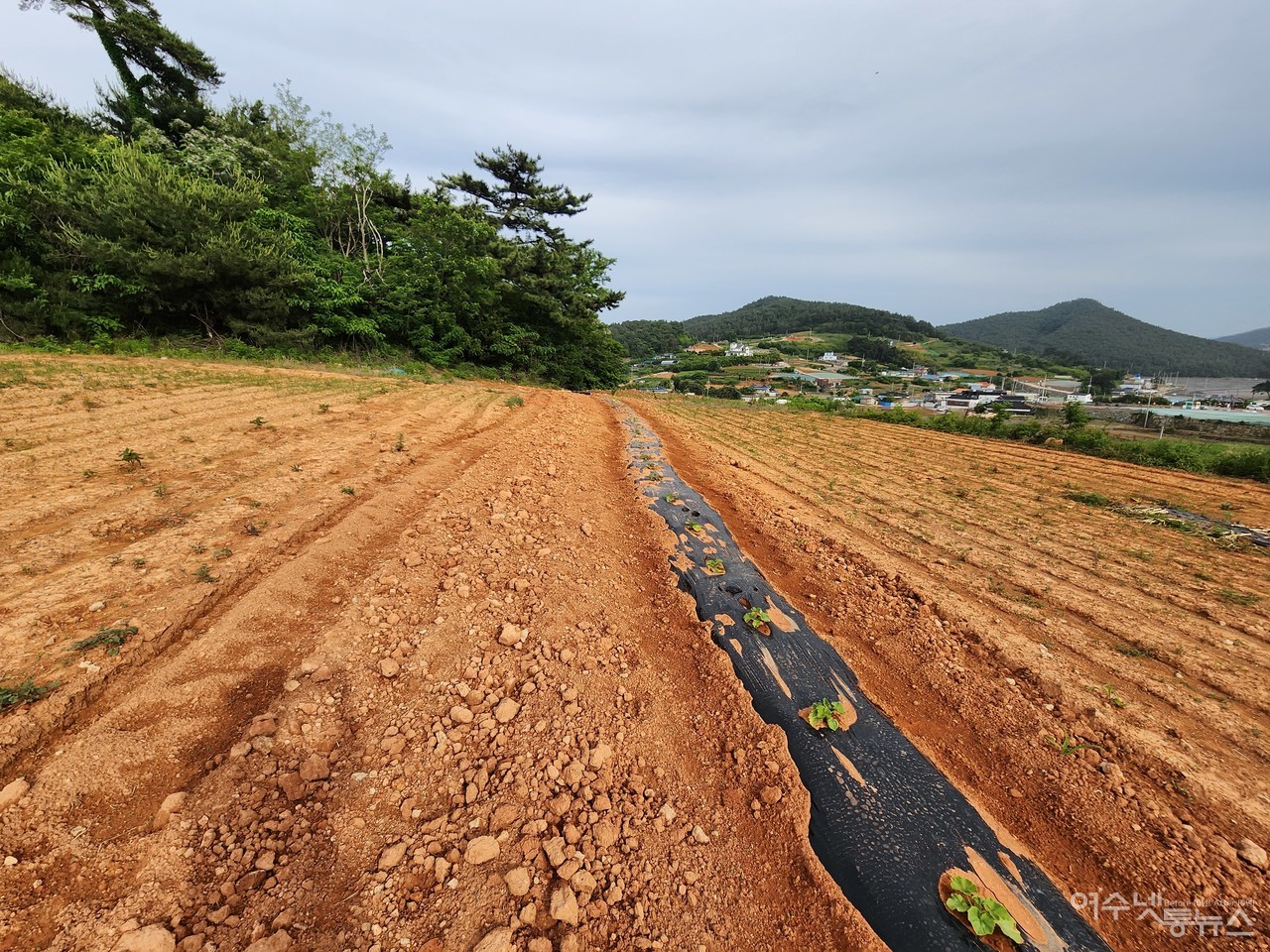 ▲ 특혜 의혹 붉거진 박성미 의원 땅 ⓒ심명남