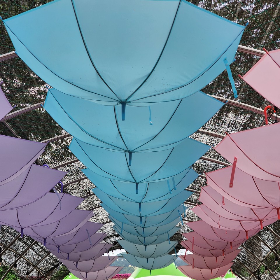 ▲ 우산은 비올 때만 사용하는 것이 아니다.