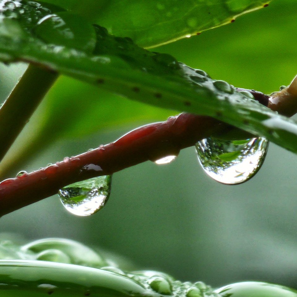 ▲ 물방울은 곧 떨어지겠지만
