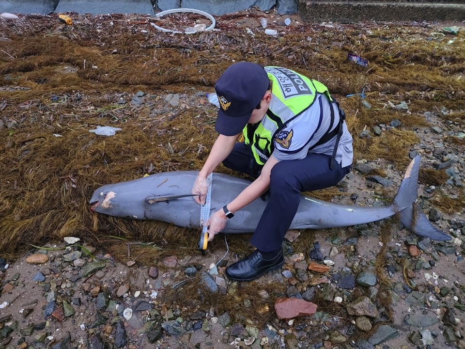 ▲ 상괭이 사체 현장조사 중인 여수해경