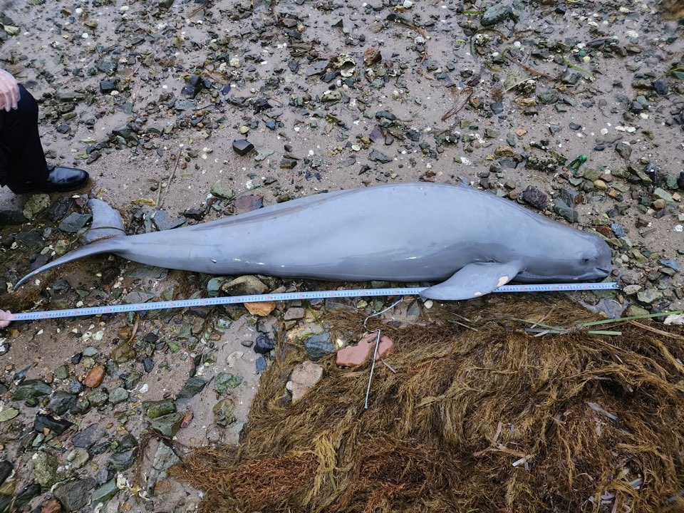 ▲ 상괭이 사체 현장조사 중인 여수해경