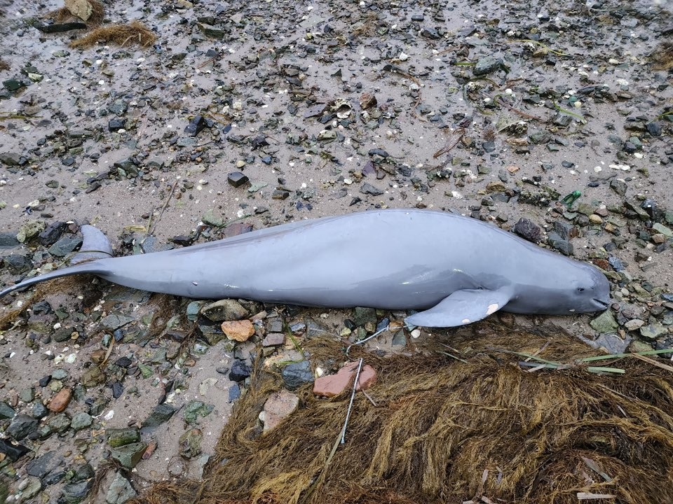 ▲  상괭이 사체 