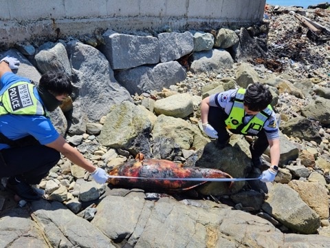 ▲ 여수 횡간도 해안에서 발견된 상괭이 사체