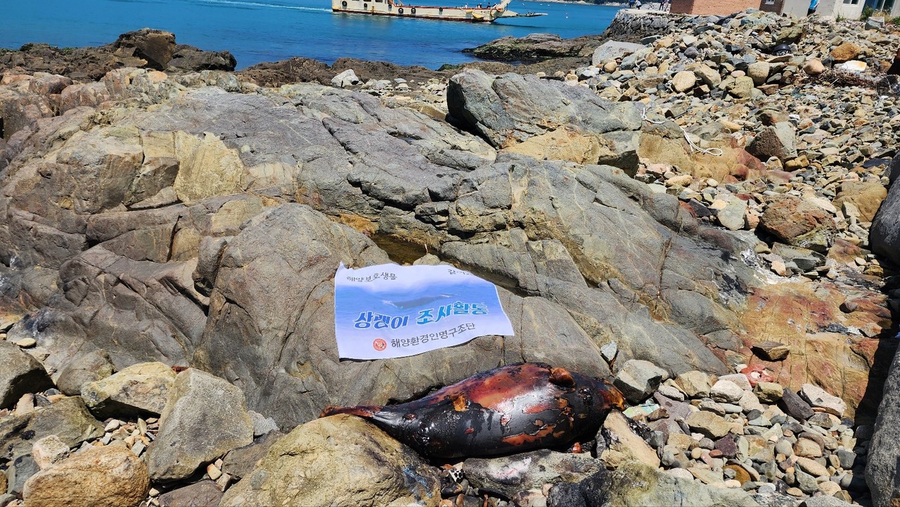 ▲ 여수 횡간도 해안에서 발견된 상괭이 사체