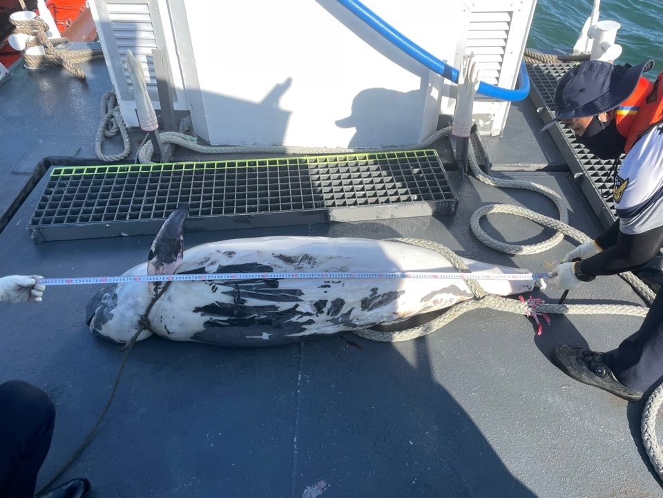 ▲ 오동도 방파제앞 해상에서 추가 발견된 상괭이 사체