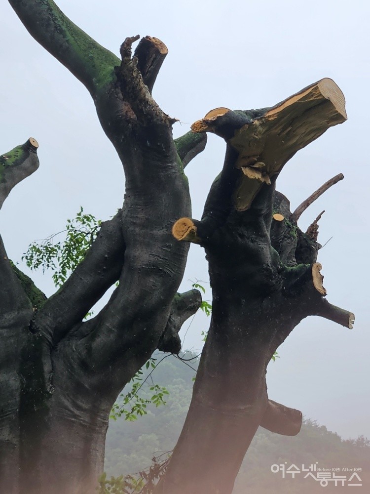 ▲ 가지가 잘려나간 화양면 옥천로의 가로수 ⓒ독자 제공