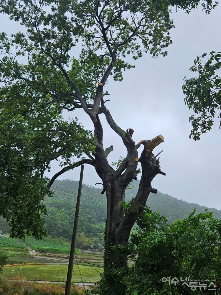 ▲ 가지가 잘려나간 화양면 옥천로의 가로수 ⓒ독자 제공