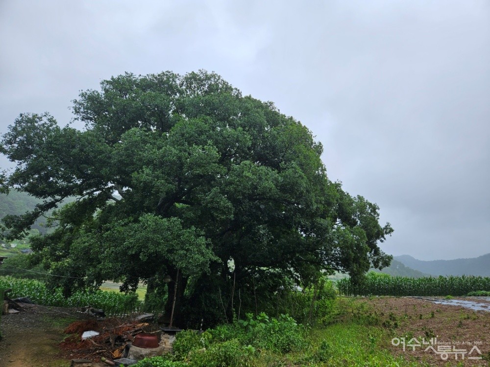 ▲ 가지치기 전 해당 나무의 모습 ⓒ독자 제공