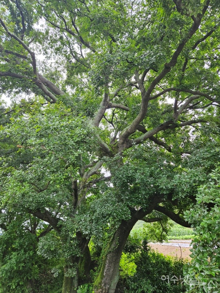 ▲ 가지치기 전 해당 나무의 모습 ⓒ독자 제공