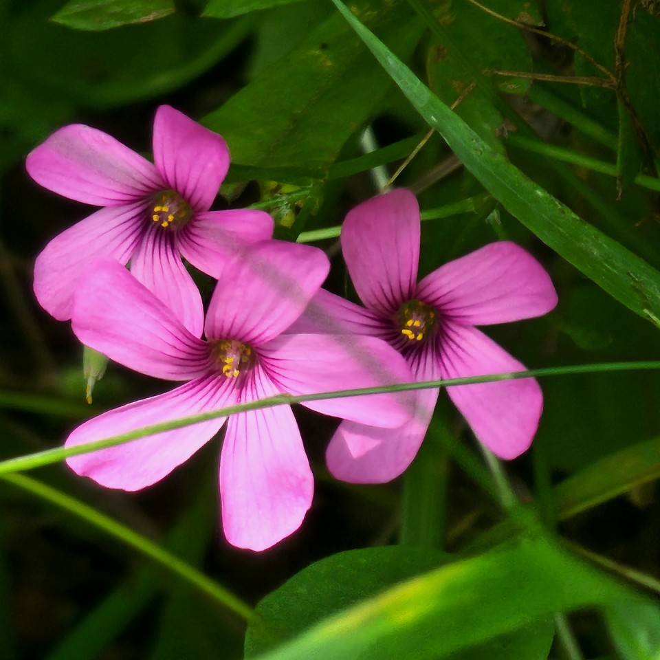 ▲ 노동은 행복의 아버지이다.