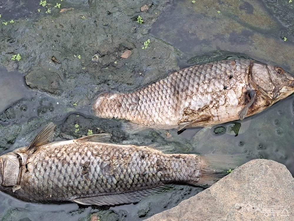 ▲쌍봉천에 흘러든 오·폐수로 인해 폐사한 물고기다. ⓒ조찬현