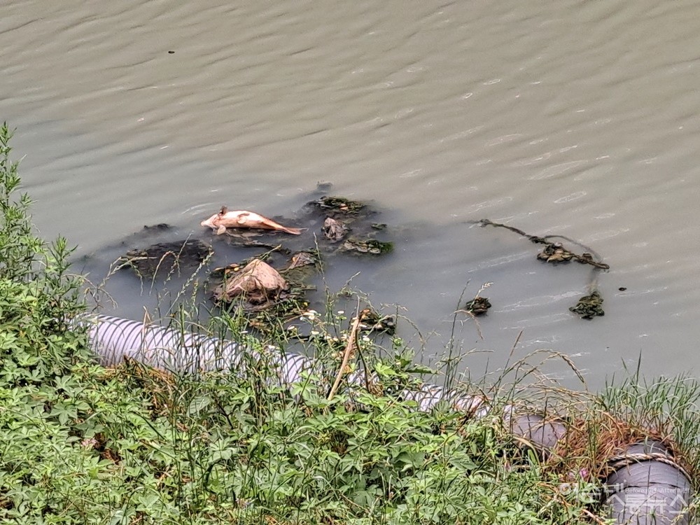 ▲폐사한 물고기가 배를 허옇게 드러낸 채 둥둥 떠 있다.  ⓒ조찬현