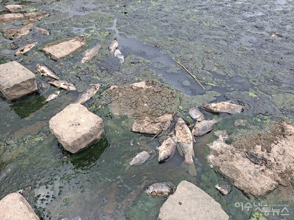 ▲여수 쌍봉천으로 오·폐수가 흘러들어 물고기가 집단 폐사했다. ⓒ조찬현