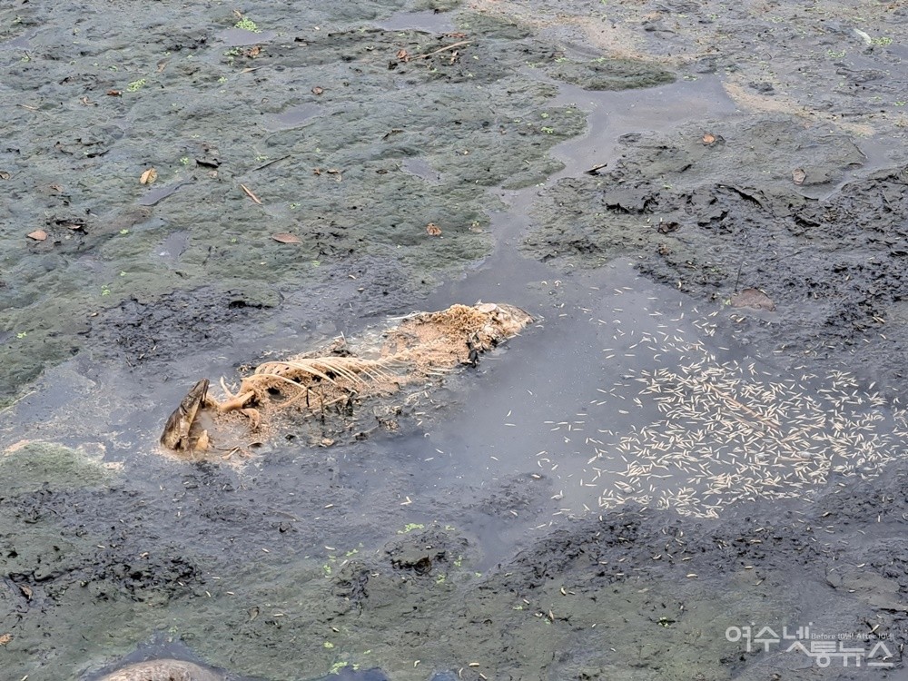 ▲폐사한 지 오래되어 뼈만 앙상하게 드러낸 물고기. ⓒ조찬현