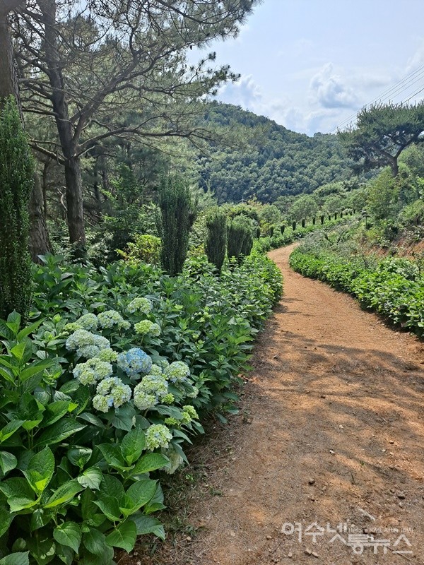 ▲수국 꽃길에는 이제 막 수국꽃이 피어나기 시작한다.  ⓒ조찬현