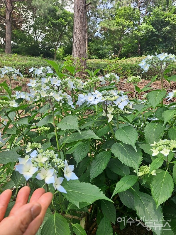▲가장자리에 피어난 수국 꽃잎이 나비를 닮은 나비수국이다. ⓒ조찬현