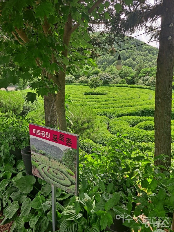 ▲차나무로 이루어진 미로공원 포토존이다. ⓒ조찬현