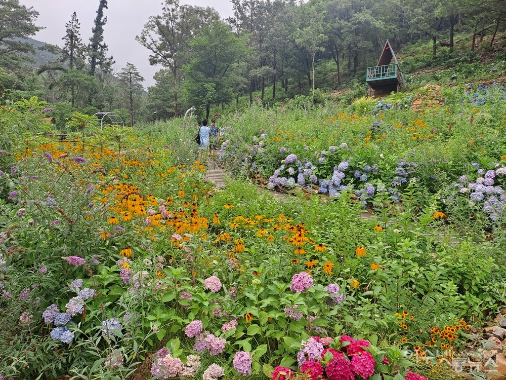 ▲숲속 산책길에는 아름다운 꽃들이 흐드러지게 피었다. ⓒ조찬현