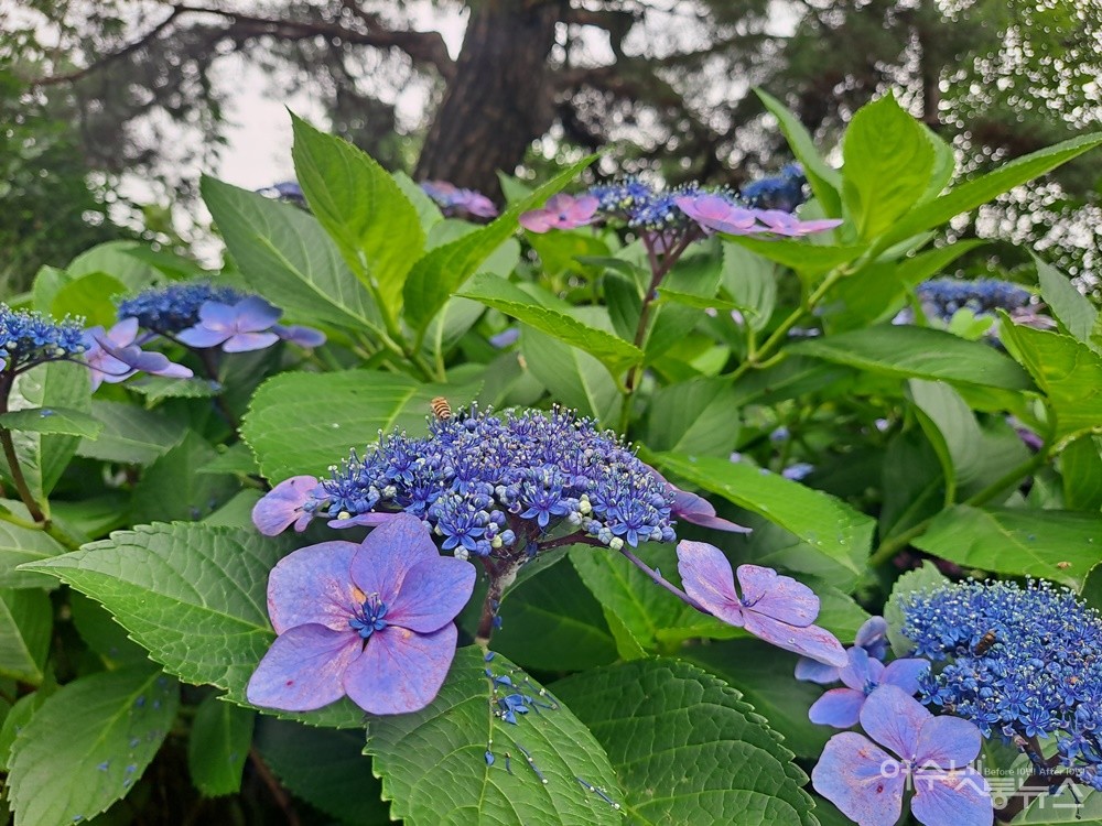▲보랏빛 수국 꽃이 곱게 피었다. ⓒ조찬현