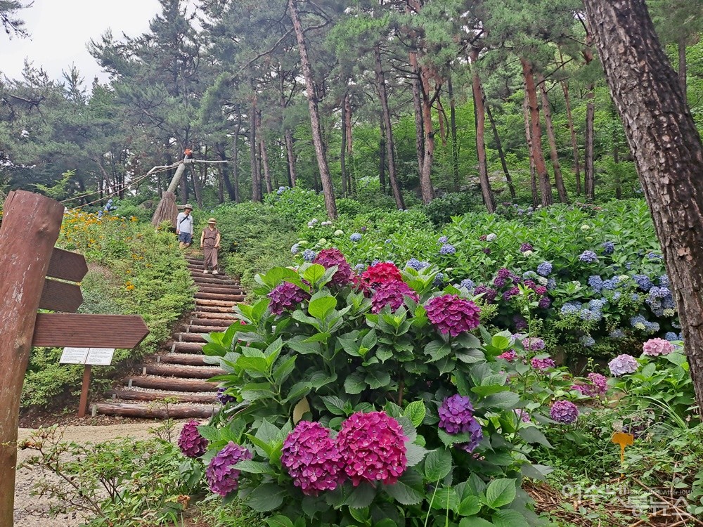 ▲소나무 숲에서 하양 파랑 빨강 수국이 피어난다. ⓒ조찬현