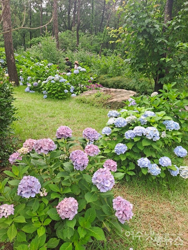 ▲수국 꽃길을 두 남녀가 걷고 있다. ⓒ조찬현