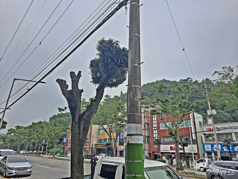 ▲싹둑 잘려나간 히말라야시다 가로수 ⓒ조찬현