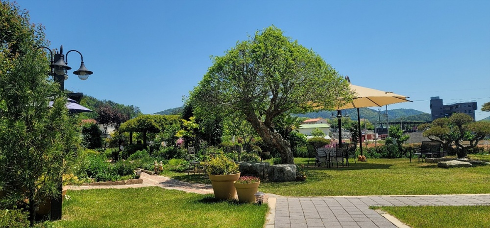 ▲  정원 내 느릅나무