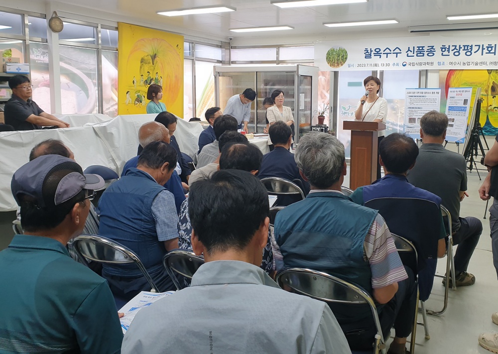 ▲ 찰옥수수 신품종 현장평가회