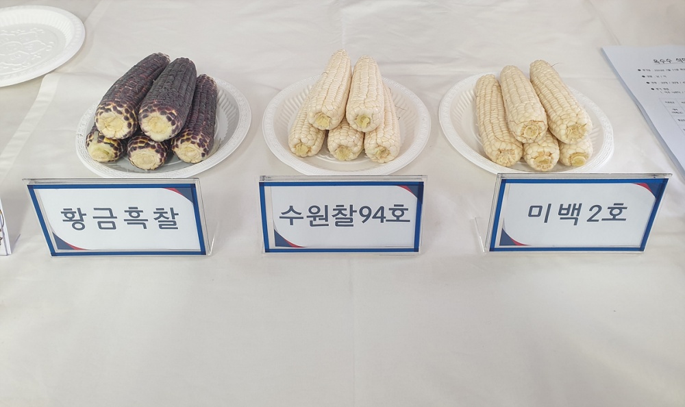 ▲ 기존 재배 품종과  ‘황금흑찰’ 등 3품종 비교 평가