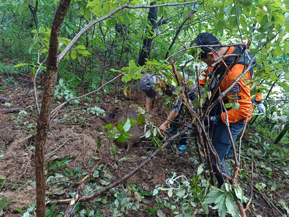 ▲  멧돼지 포획 모습