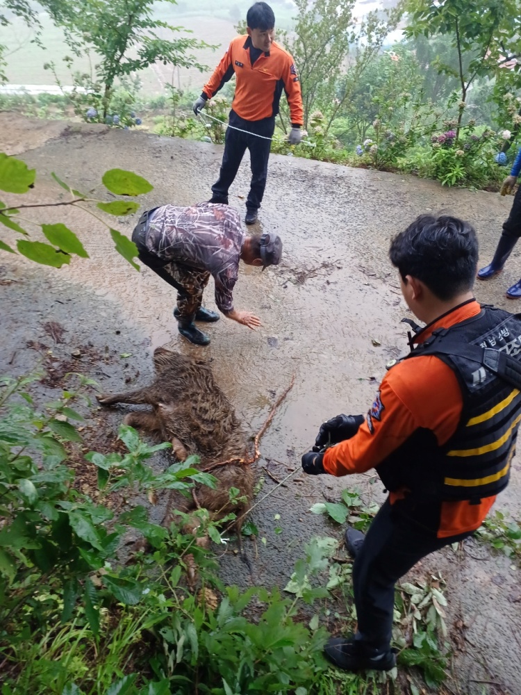 ▲  멧돼지 포획 모습