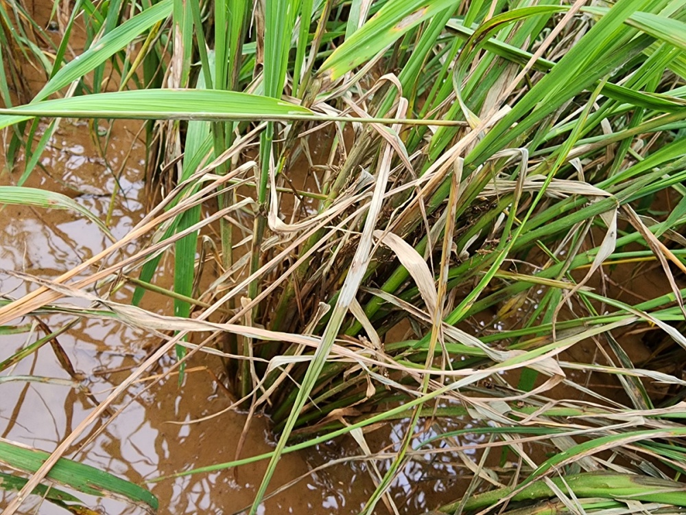 ▲ 잎도열병과 잎집무늬마름병으로 주저앉은 벼