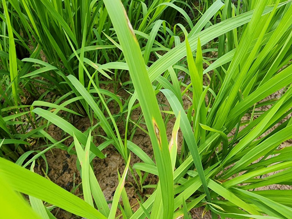 ▲ 잎도열병과 잎집무늬마름병으로 주저앉은 벼