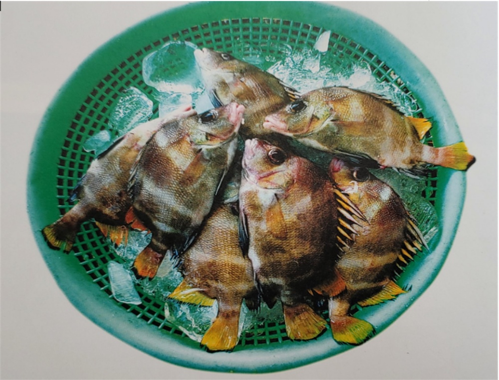▲ 여수의 독특한 향토 생선 ‘군평선이’