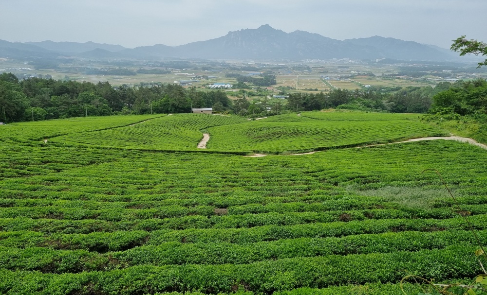 ▲ 유기농 생태마을 지정된 영암 선암마을의 덕진녹차밭