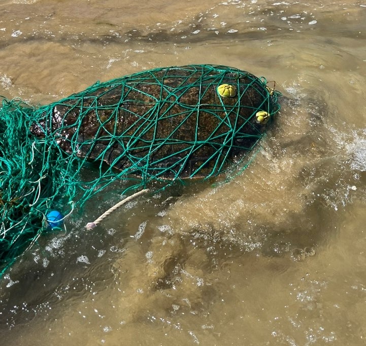 ▲ 폐어망에 걸린 바다거북