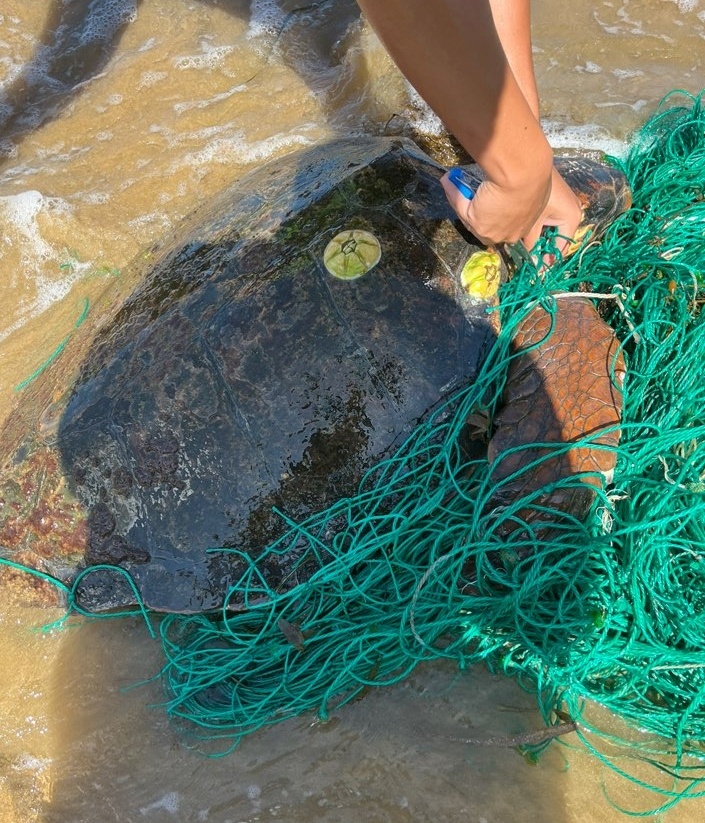 ▲ 폐어망을 제거하고 있다.