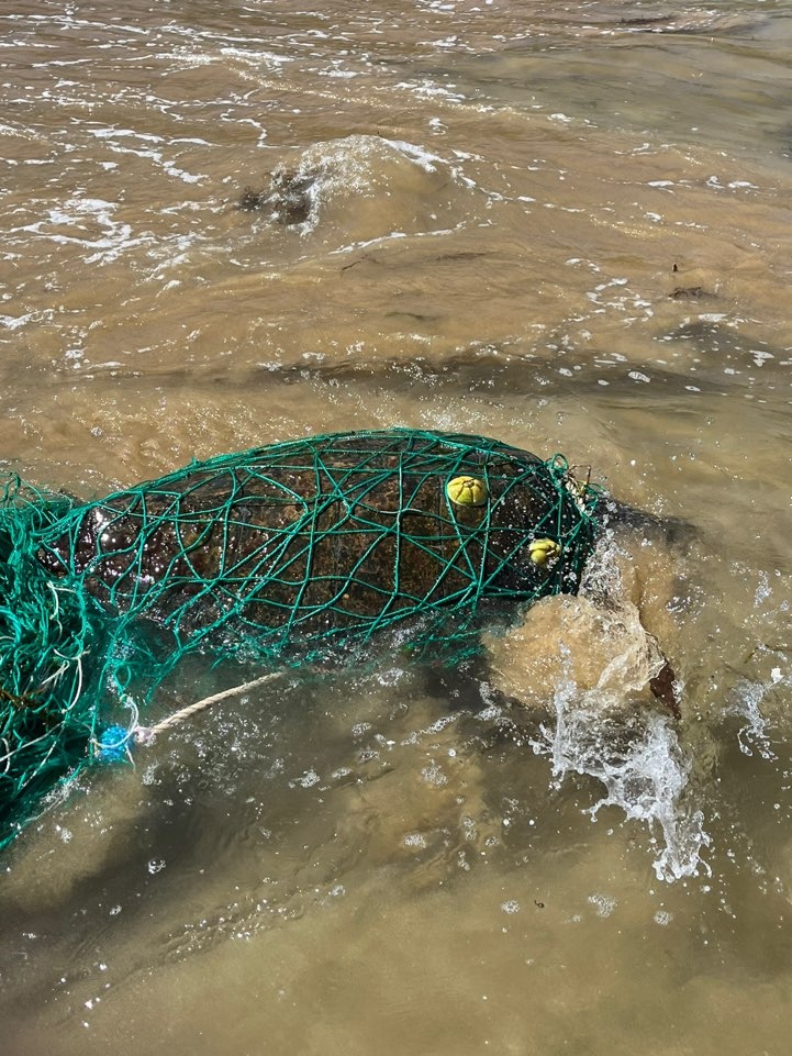 ▲ 폐어망에 걸린 바다거북
