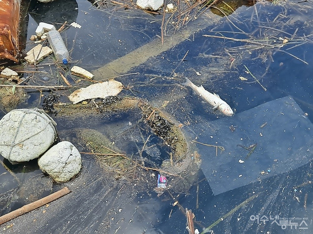 ▲바지선 근처와 폐여객선과 파제제 사이에 갇혀 죽은 어류들의 사체에서는 악취가 진동한다.  ⓒ조찬현