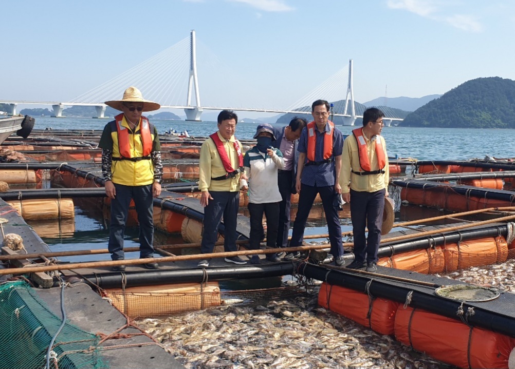 ▲ 돌산 군내리 고수온 피해 현장 점검하는 정기명 시장