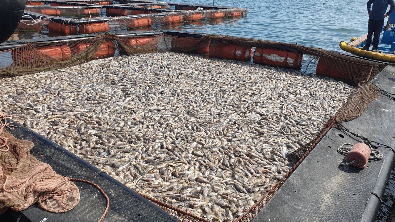 ▲ 고수온 피해 현장 