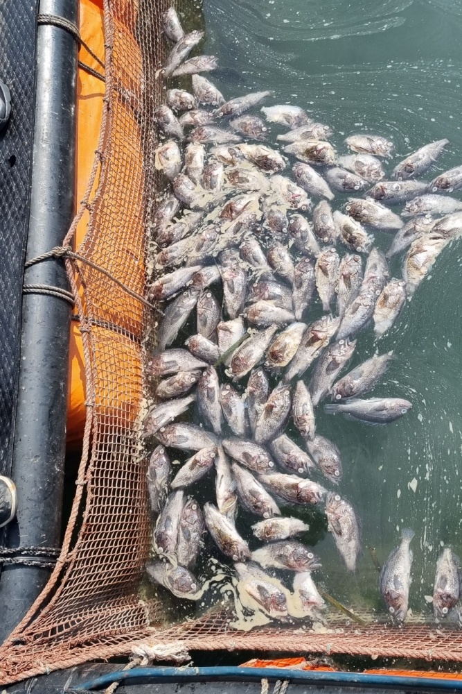 ▲ 집단폐사한 물고기