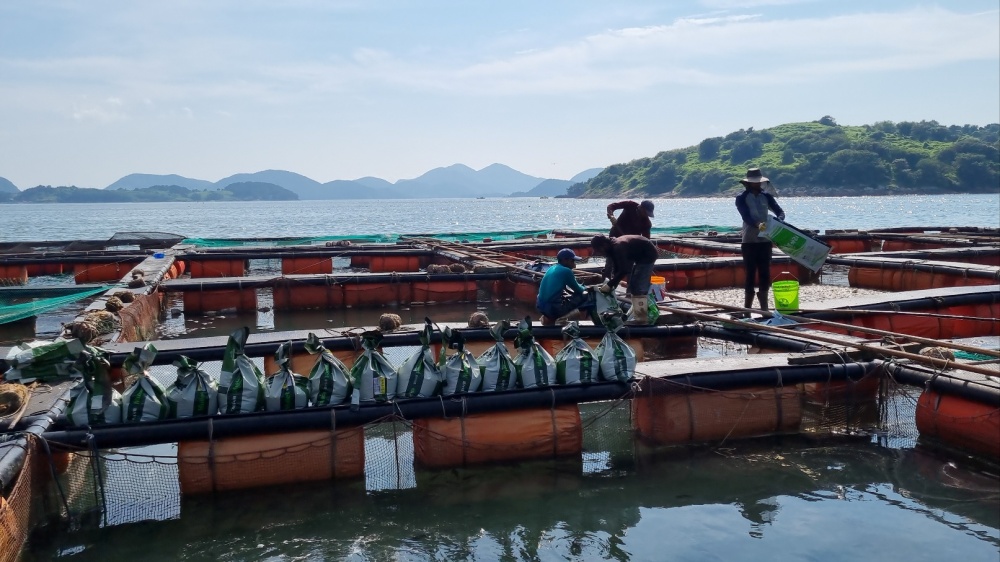 ▲ 집단폐사 피해를 입은 양식어가