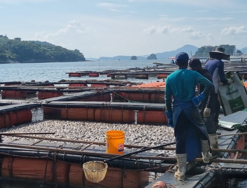 ▲ 물고기 집단폐사한 양식장에서 피해를 수습하고 있다.