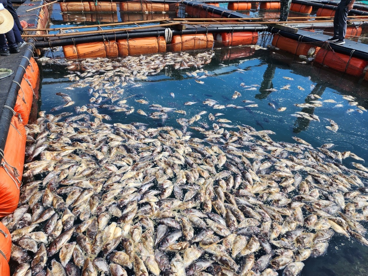 ▲ 돌산 우두리 고수온 피해 현장이다.  @여수시