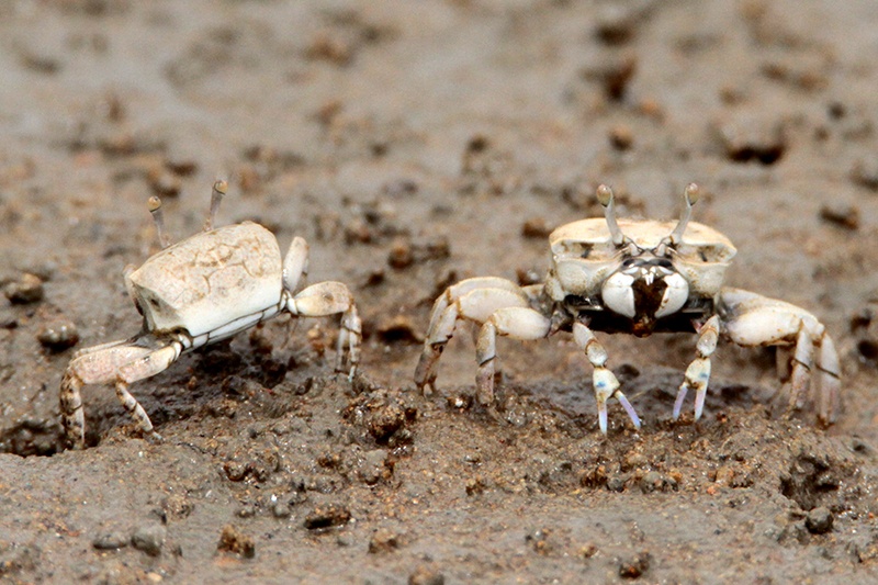 ▲ 암컷 흰발농게