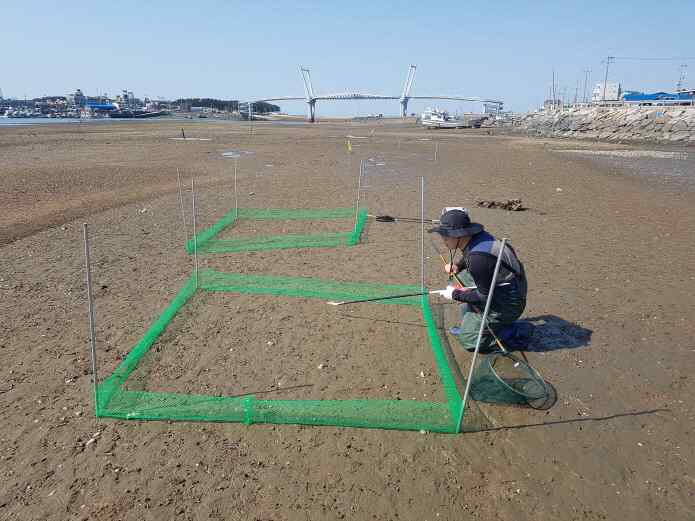 ▲ 낭도항 내 해양보호생물 이주